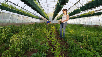 Youth participants working in green house.