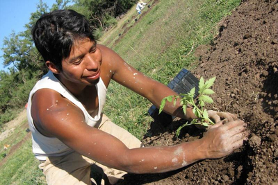 Young man planting in the soil.